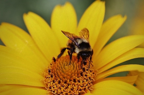 abeille butinant.jpg